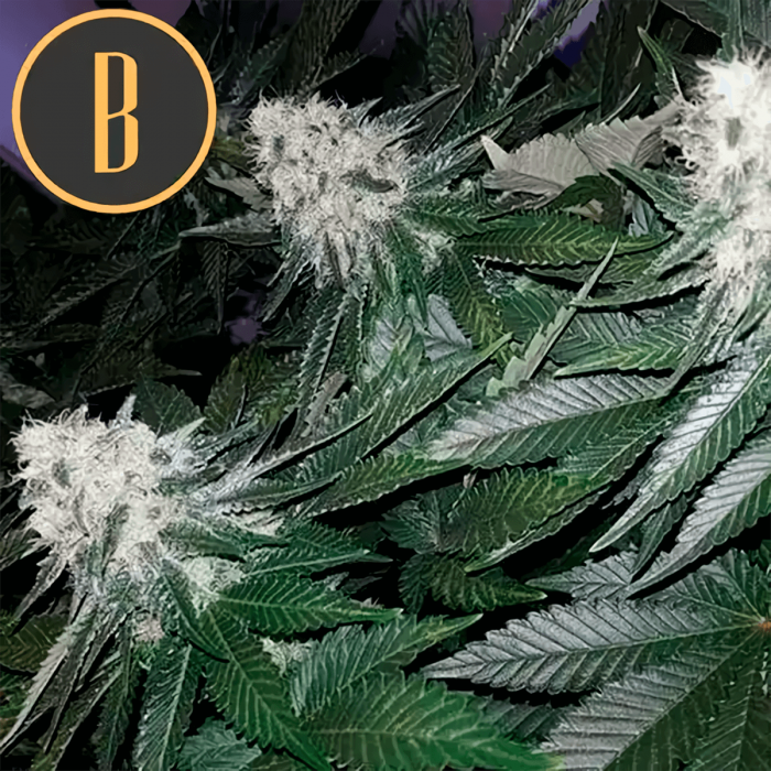 Semillas de marihuana feminizadas Wombat.