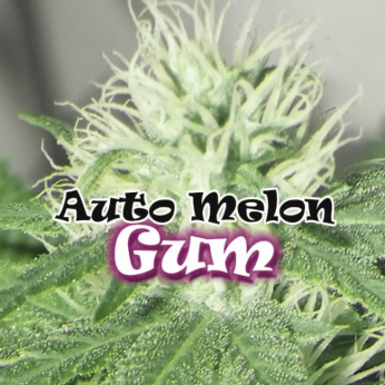 Semillas de marihuana autoflorecientes Auto Melon Gum de Dr. Underground, resina.