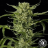Semillas de marihuana autoflorecientes Auto Mass de Grass o Matic, cogollo.