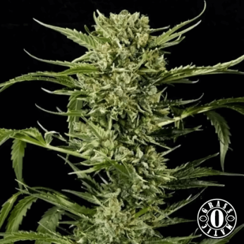 Semillas de marihuana autoflorecientes Auto Mass de Grass o Matic, cogollo.