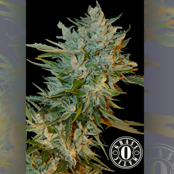Auto Haze Gom de Grass-O-Matic - Semillas autoflorecientes