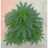 Semillas Feminizadas Painkiller de Dr. Underground, planta en crecimiento.