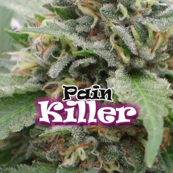 Semillas Feminizadas Painkiller de Dr. Underground, logo resina.