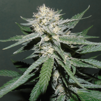 Semillas Feminizadas Painkiller de Dr. Underground, punta principal.