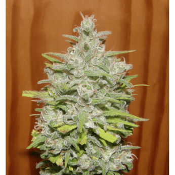 Semillas CRYSTAL M.E.T.H. (Dr underground) Feminizadas