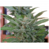 Brookling Mango (Dr Undeground)- Semillas de Marihuana feminizadas, cogollo.