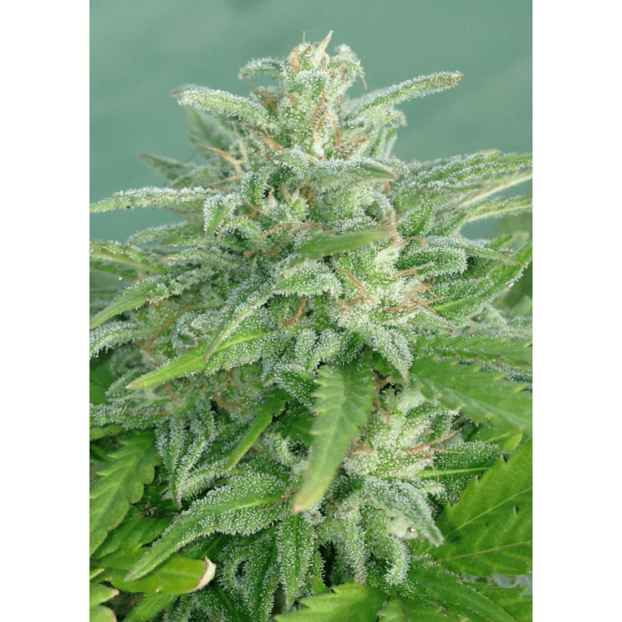 Brookling Mango (Dr Undeground)- Semillas de Marihuana feminizadas, planta.