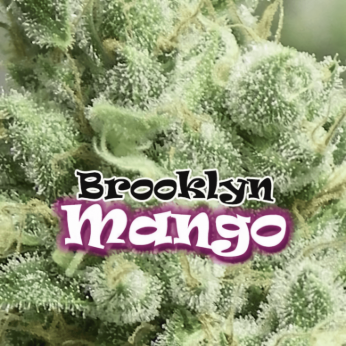Brookling Mango (Dr Undeground)- Semillas de Marihuana feminizadas