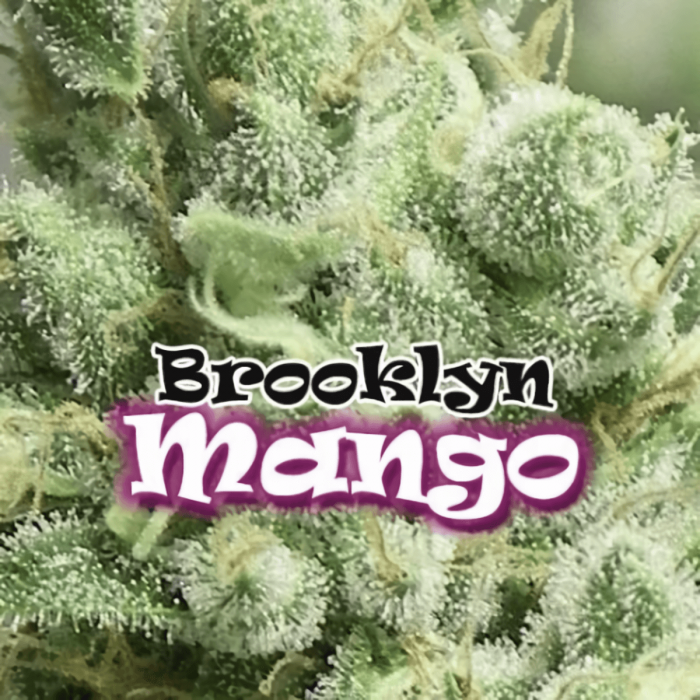 Brookling Mango (Dr Undeground)- Semillas de Marihuana feminizadas
