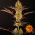 Do Si Dos 33 de Barney's Farm - Semillas feminizadas de marihuana, planta.