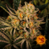 Do Si Dos 33 de Barney's Farm - Semillas feminizadas de marihuana, resina.