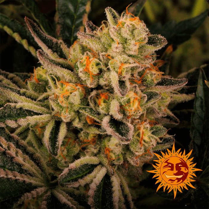 Do Si Dos 33 de Barney's Farm - Semillas feminizadas de marihuana, resina.