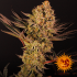 Do Si Dos 33 de Barney's Farm - Semillas feminizadas de marihuana, cogollo enorme.