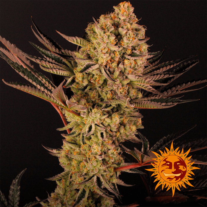 Do Si Dos 33 de Barney's Farm - Semillas feminizadas de marihuana, cogollo enorme.