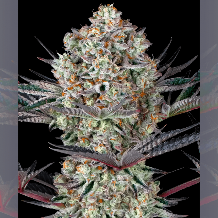 Do Si Dos 33 de Barney's Farm - Semillas feminizadas de marihuana, punta.