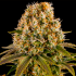 Strawberry Lemonade de Barney's FArm - Semillas de marihuana feminizadas, cogollo.