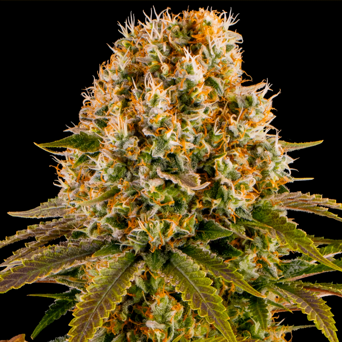 Strawberry Lemonade de Barney's FArm - Semillas de marihuana feminizadas, cogollo.