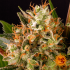 Strawberry Lemonade de Barney's FArm - Semillas de marihuana feminizadas, resina.