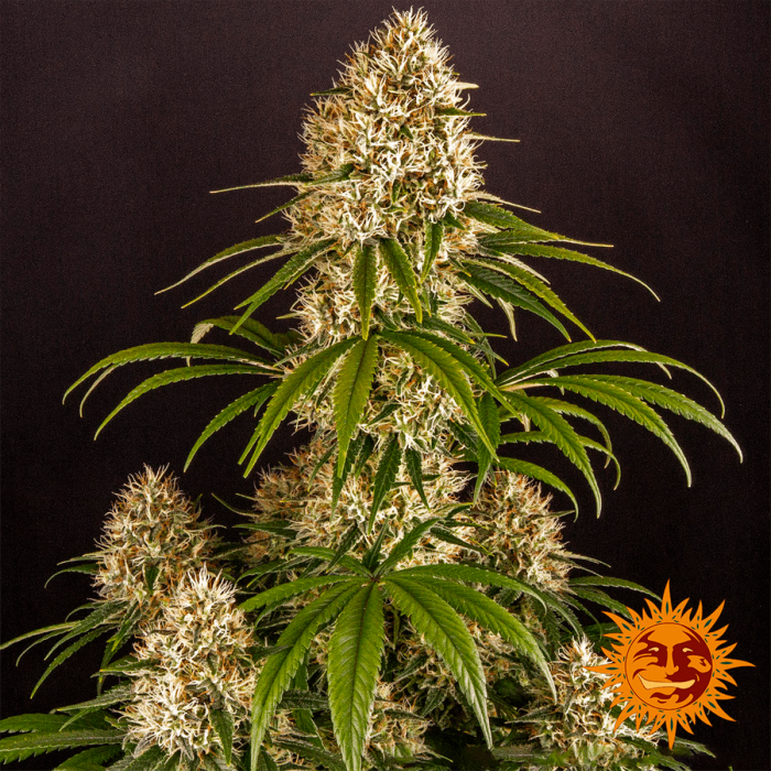 Strawberry Lemonade de Barney's FArm - Semillas de marihuana feminizadas, planta.