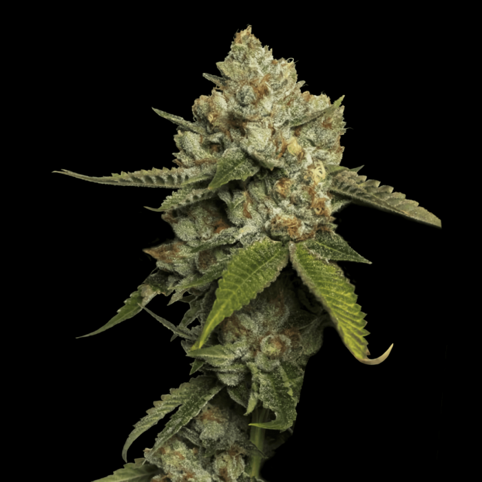 Semillas feminizadas Kosher Prophets de DNA Genetics, cogollo resinoso.