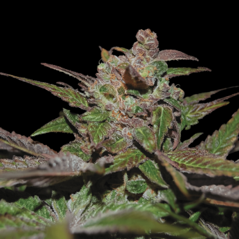 Semillas feminizadas Purple Wreck de DNA Genetics, cogollo resinoso.
