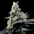 Semillas feminizadas Purple Kosher de DNA Genetics, cogollo resinoso.