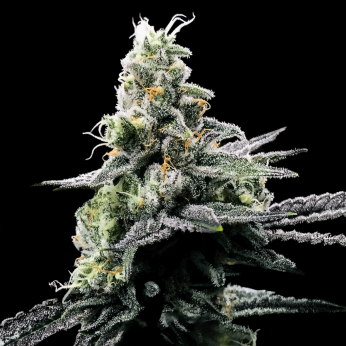 Semillas feminizadas Purple Kosher de DNA Genetics, cogollo resinoso.