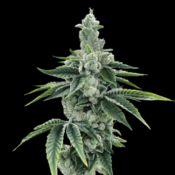 Semillas feminizadas Recon 2.0 de DNA Genetics, cogollo resinoso.