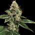 Semillas feminizadas RP 43 de DNA Genetics, cogollo resinoso.
