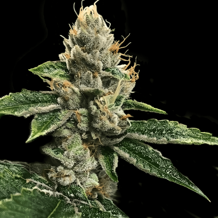 Semillas feminizadas RP 43 de DNA Genetics, cogollo resinoso.