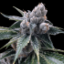 Semillas feminizadas White Walker Kush de DNA Genetics, cogollo resinoso.