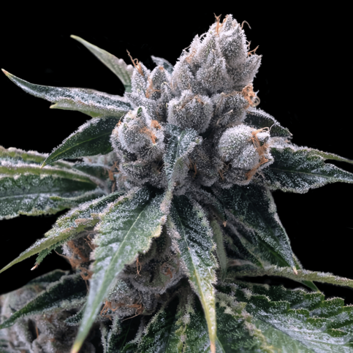 Semillas feminizadas White Walker Kush de DNA Genetics, cogollo resinoso.