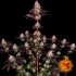 Ayahuasca Purple de Barneys Farm Seeds. Semillas de marihuana feminizadas