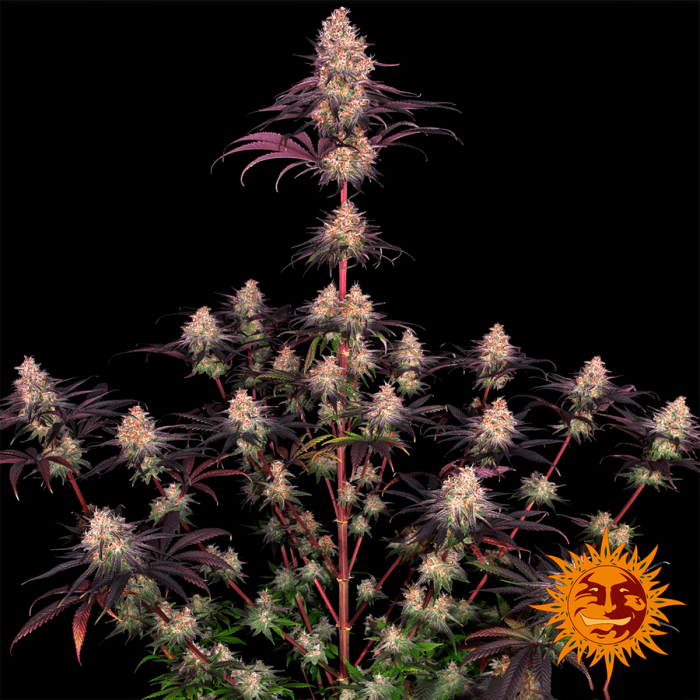 Ayahuasca Purple de Barneys Farm Seeds. Semillas de marihuana feminizadas