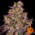Ayahuasca Purple - Barney's Farm Seeds. Semillas de marihuana, resina.