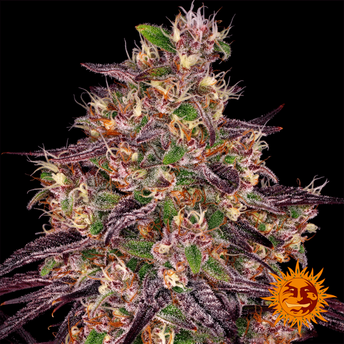 Ayahuasca Purple - Barney's Farm Seeds. Semillas de marihuana, resina.