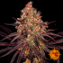 Ayahuasca Purple - Barney's Farm Seeds. Semillas de marihuana, cogollo.