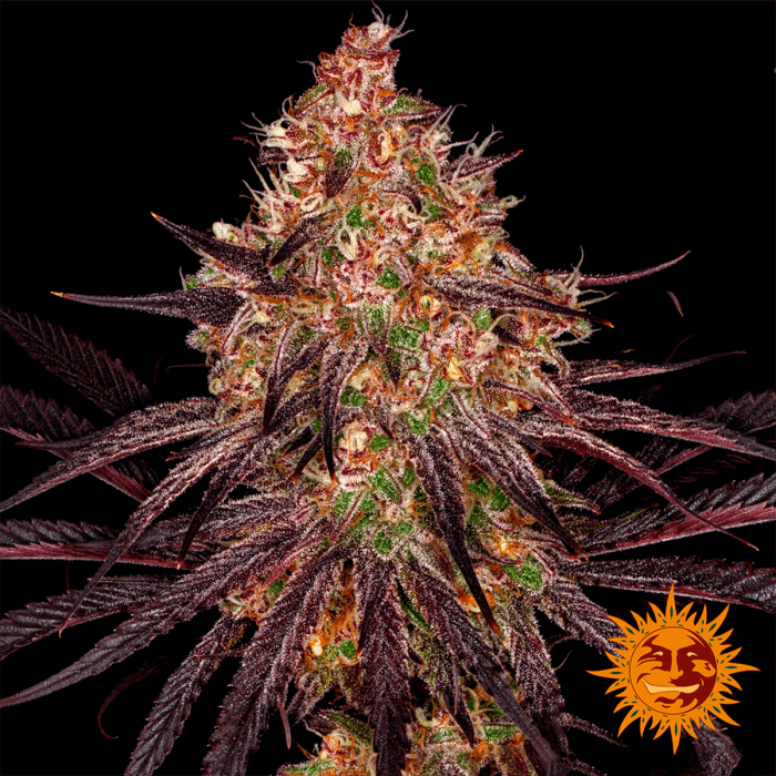 Ayahuasca Purple - Barney's Farm Seeds. Semillas de marihuana, cogollo.