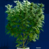 Semillas feminizadas Skunk #1 Regular de Dutch Passion Seeds, planta.