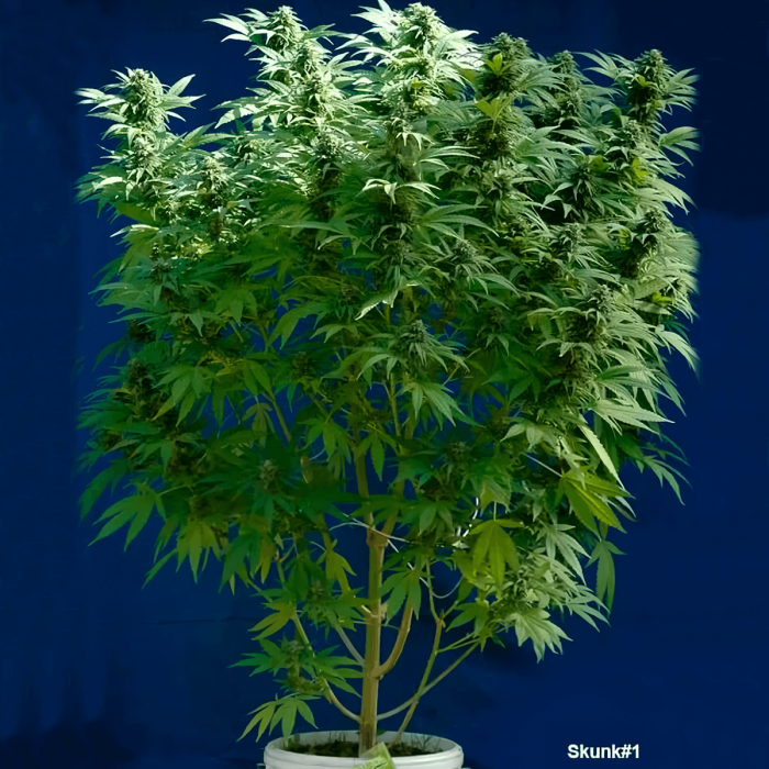 Semillas feminizadas Skunk #1 Regular de Dutch Passion Seeds, planta.