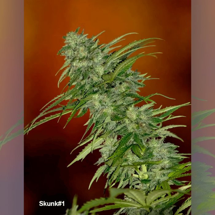 Semillas feminizadas Skunk #1 Regular de Dutch Passion Seeds, cogollo resinoso.