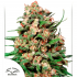Semillas feminizadas Skunk #1 Regular de Dutch Passion Seeds, cogollo.