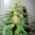 Semillas feminizadas Skunk #1 Regular de Dutch Passion Seeds, punta.