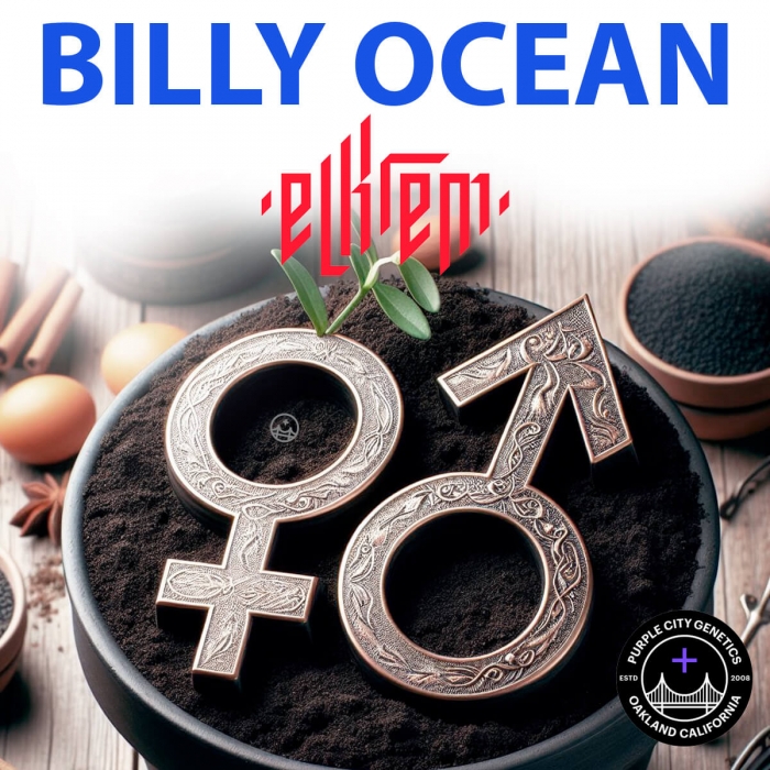 Semillas de marihuana regulares Billy Ocean Regular (Purple City Genetics)