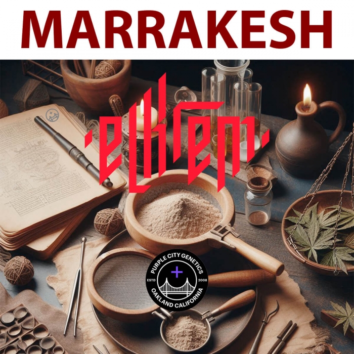Semillas de marihuana feminizadas Marrakesh (Purple City Genetics)