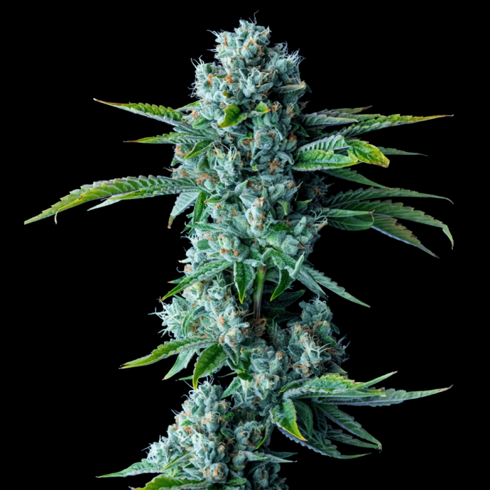 Semillas de Marihuana Skywalker Kush (DNA Genetics)