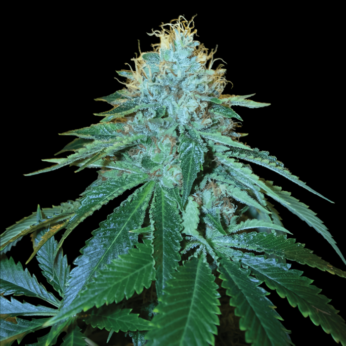 Semillas THE OG 18 (DNA Genetics) - Reserva Privada