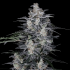 AUTO MACNANA (DNA Genetics)