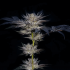 Semillas de marihuana feminizadas Slipstream de Compound Genetics Seeds, planta.