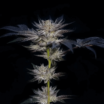 Semillas de marihuana feminizadas Slipstream de Compound Genetics Seeds, planta.